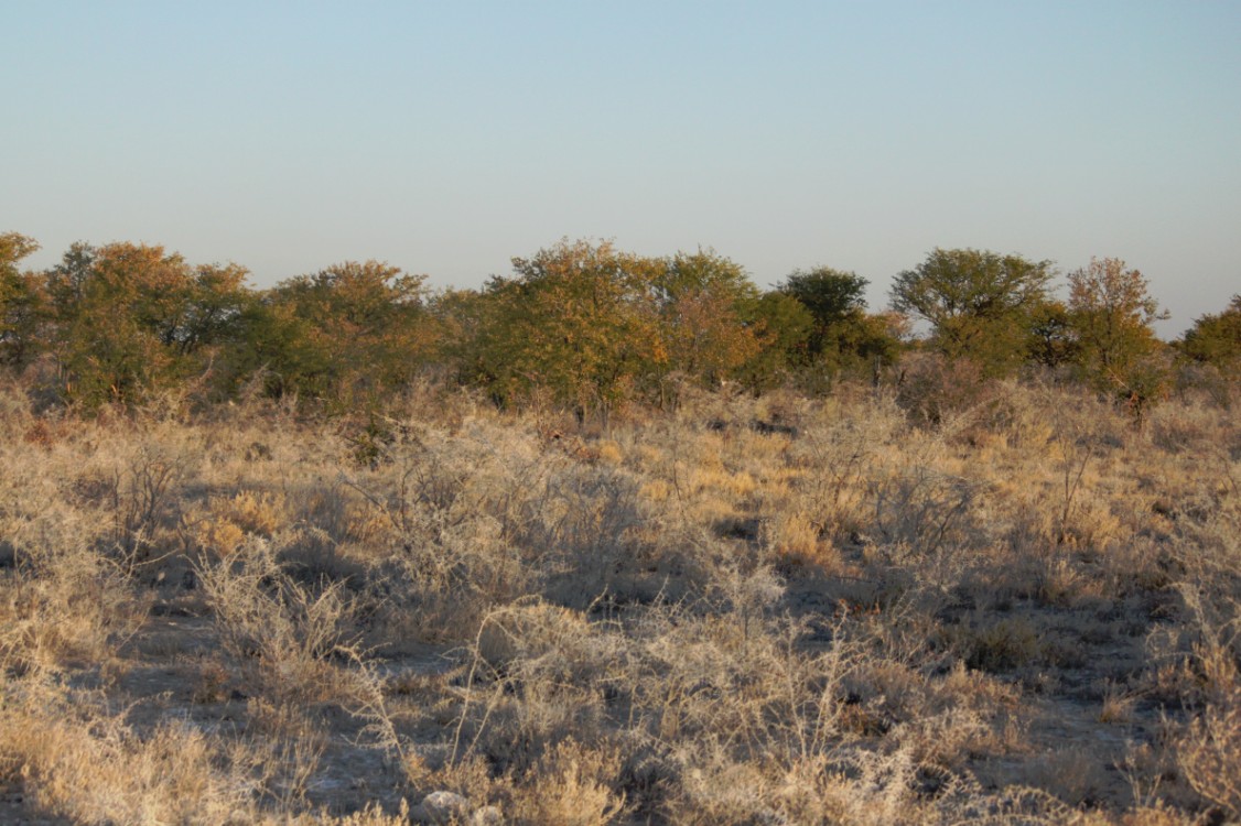 Namibie_Etosha5_2015_Img0022