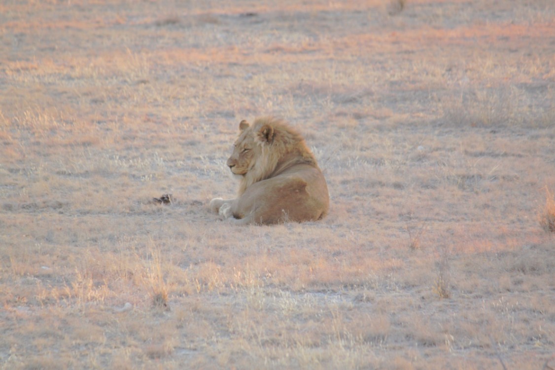 Namibie_Etosha6_2015_Img0001