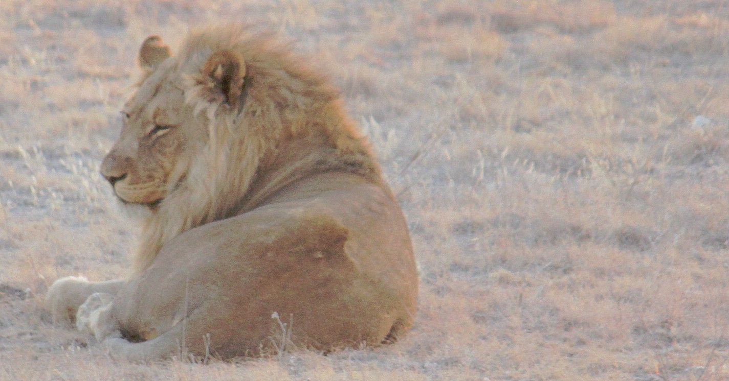 Namibie_Etosha6_2015_Img0002