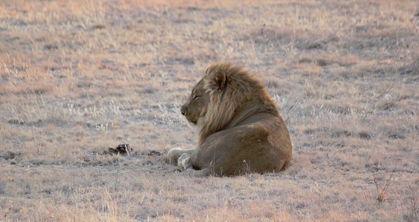 Namibie_Etosha6_2015_Img0003