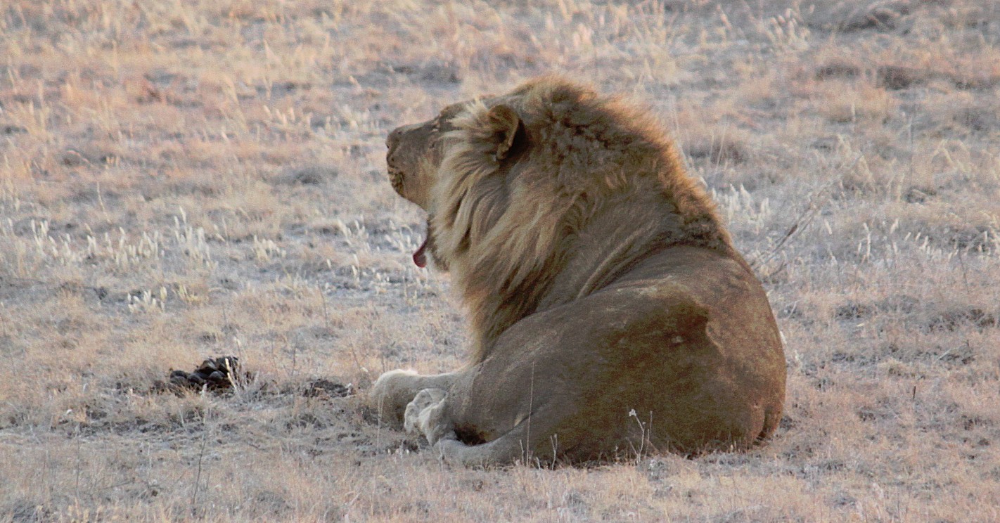 Namibie_Etosha6_2015_Img0004