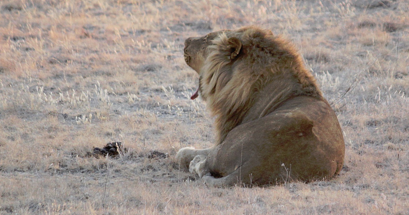 Namibie_Etosha6_2015_Img0005