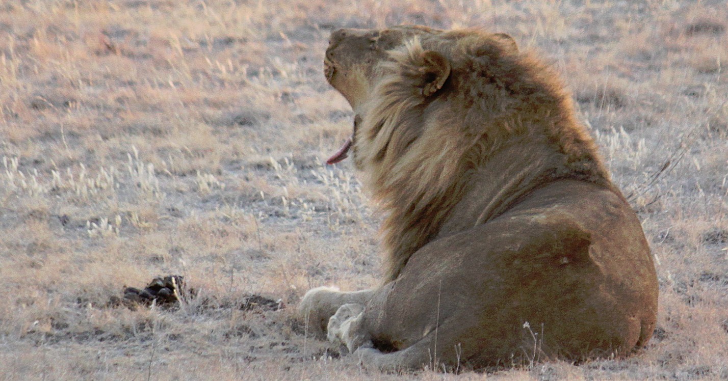 Namibie_Etosha6_2015_Img0006