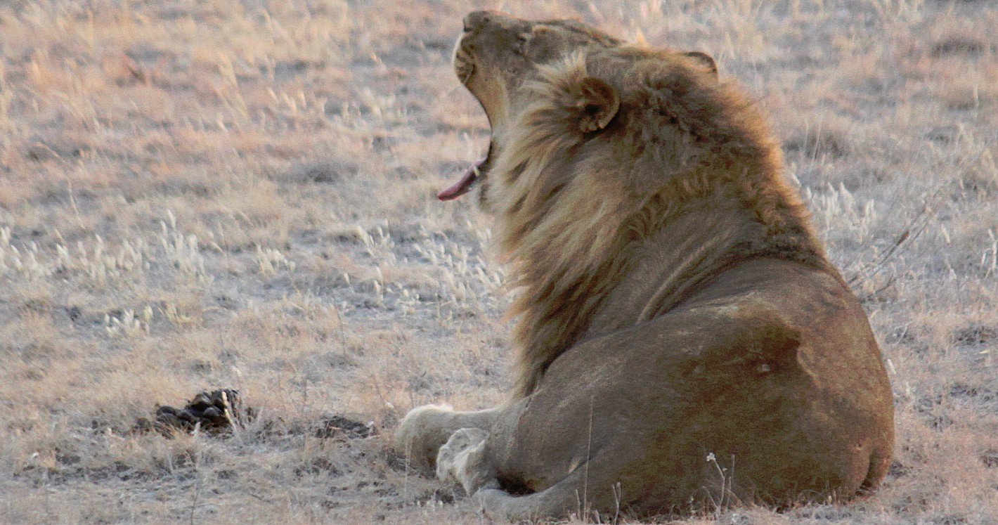 Namibie_Etosha6_2015_Img0007