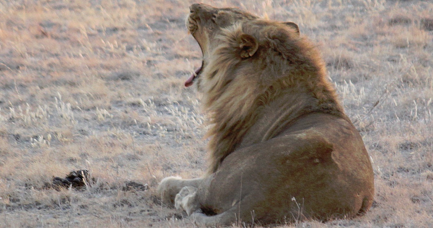 Namibie_Etosha6_2015_Img0008