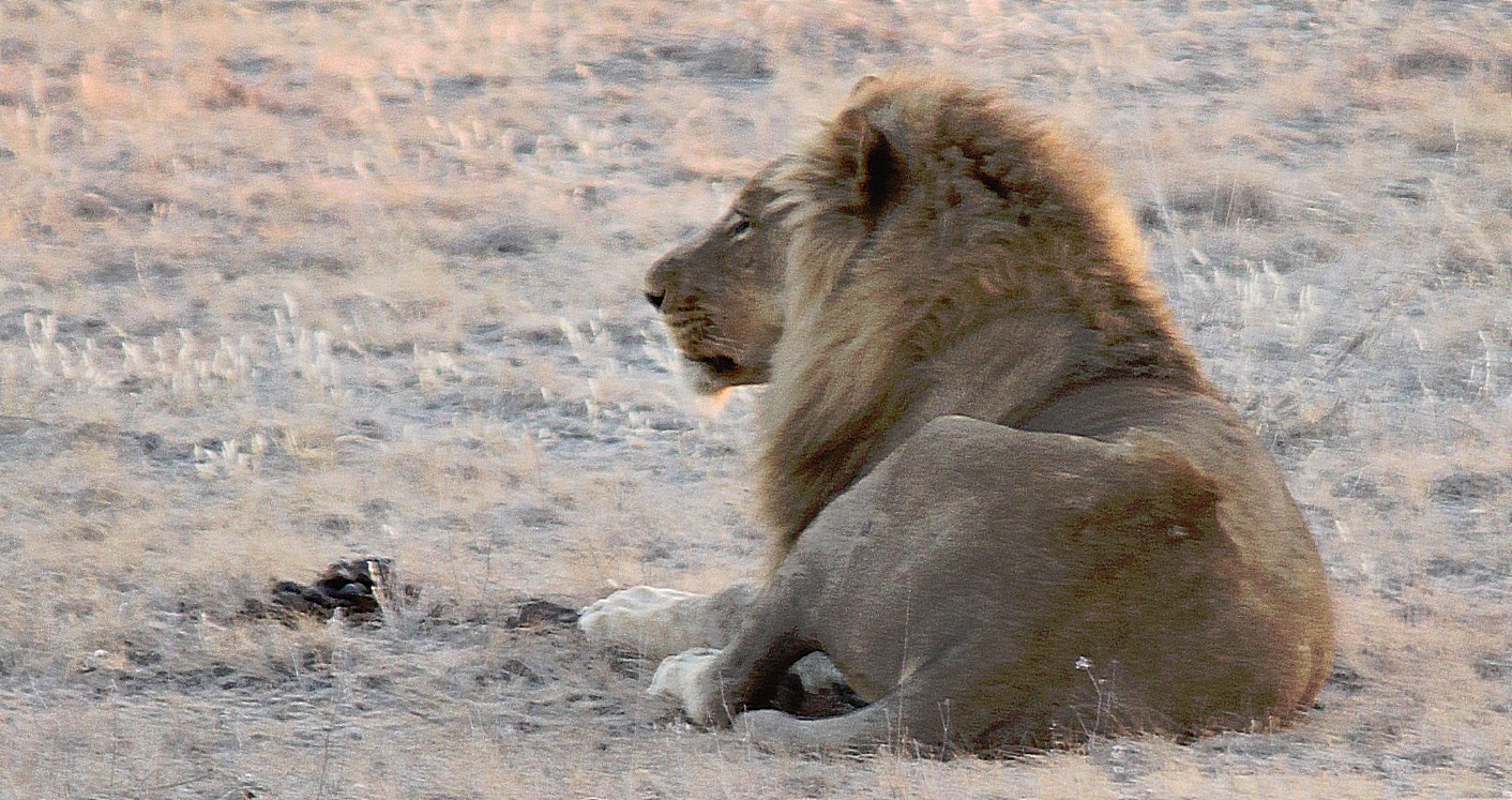 Namibie_Etosha6_2015_Img0009