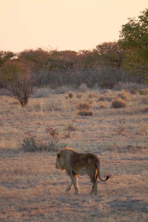 Namibie_Etosha6_2015_Img0010