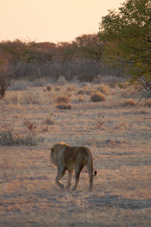 Namibie_Etosha6_2015_Img0011