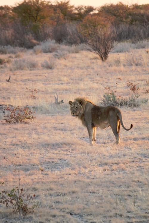 Namibie_Etosha6_2015_Img0012