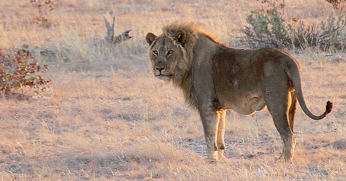 Namibie_Etosha6_2015_Img0013a