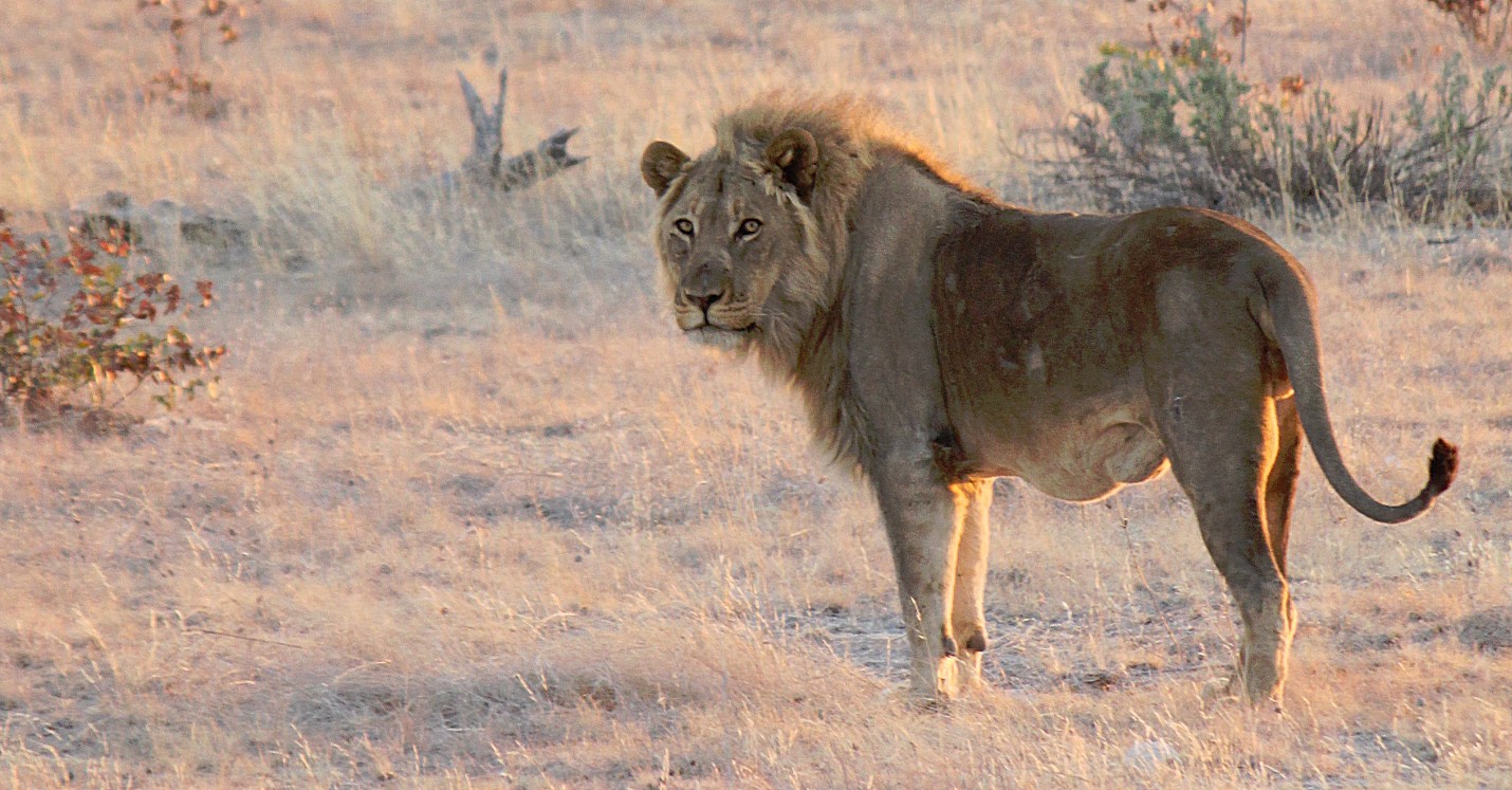 Namibie_Etosha6_2015_Img0013b