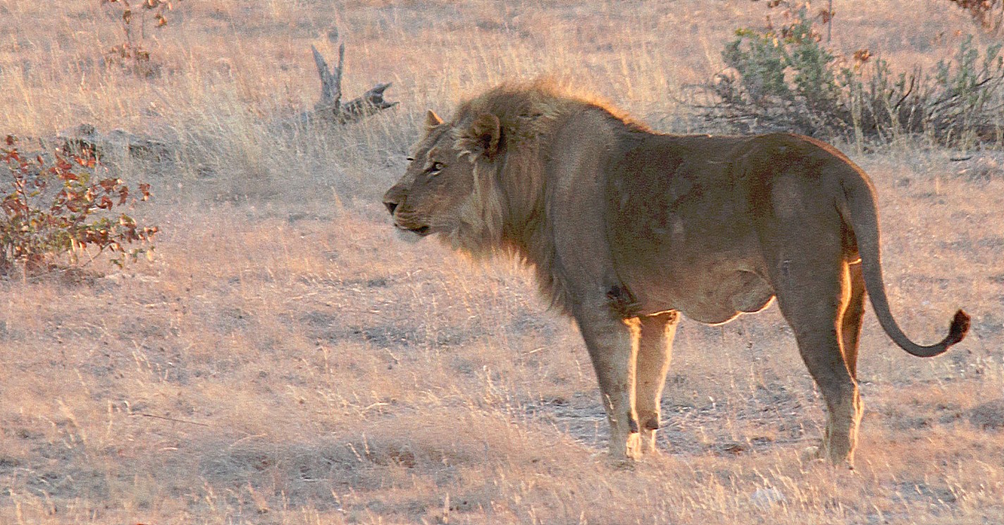 Namibie_Etosha6_2015_Img0014