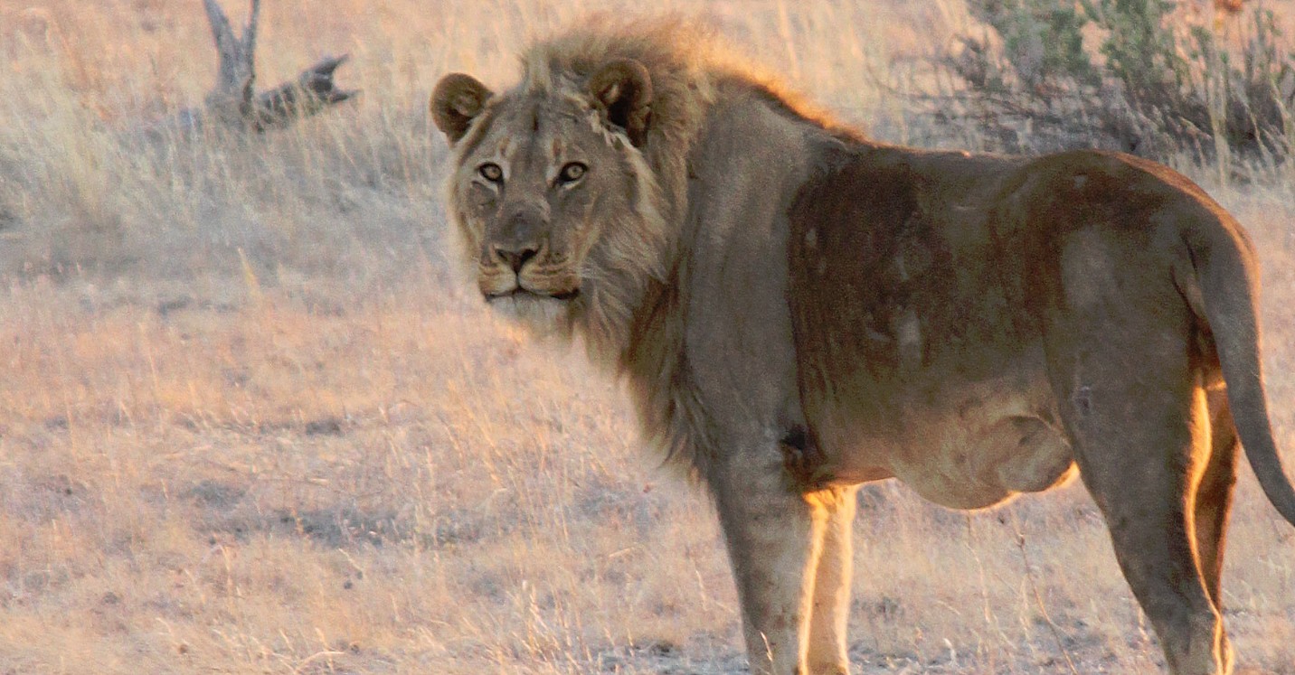 Namibie_Etosha6_2015_Img0015