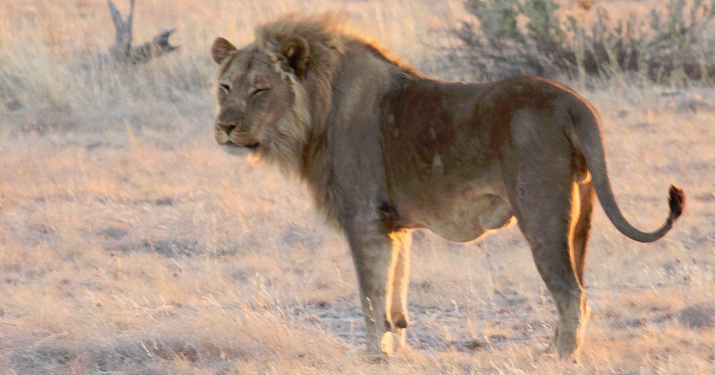 Namibie_Etosha6_2015_Img0019