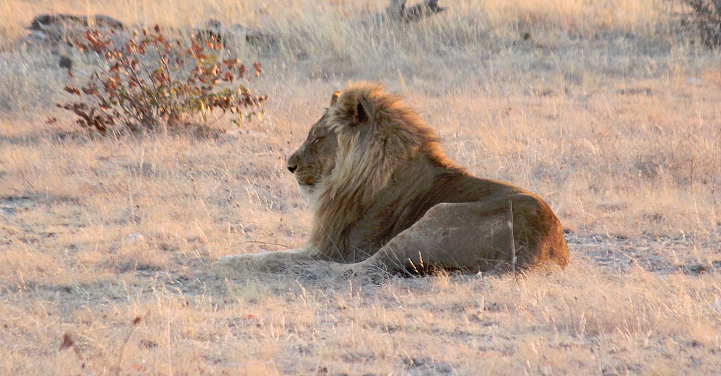 Namibie_Etosha6_2015_Img0020