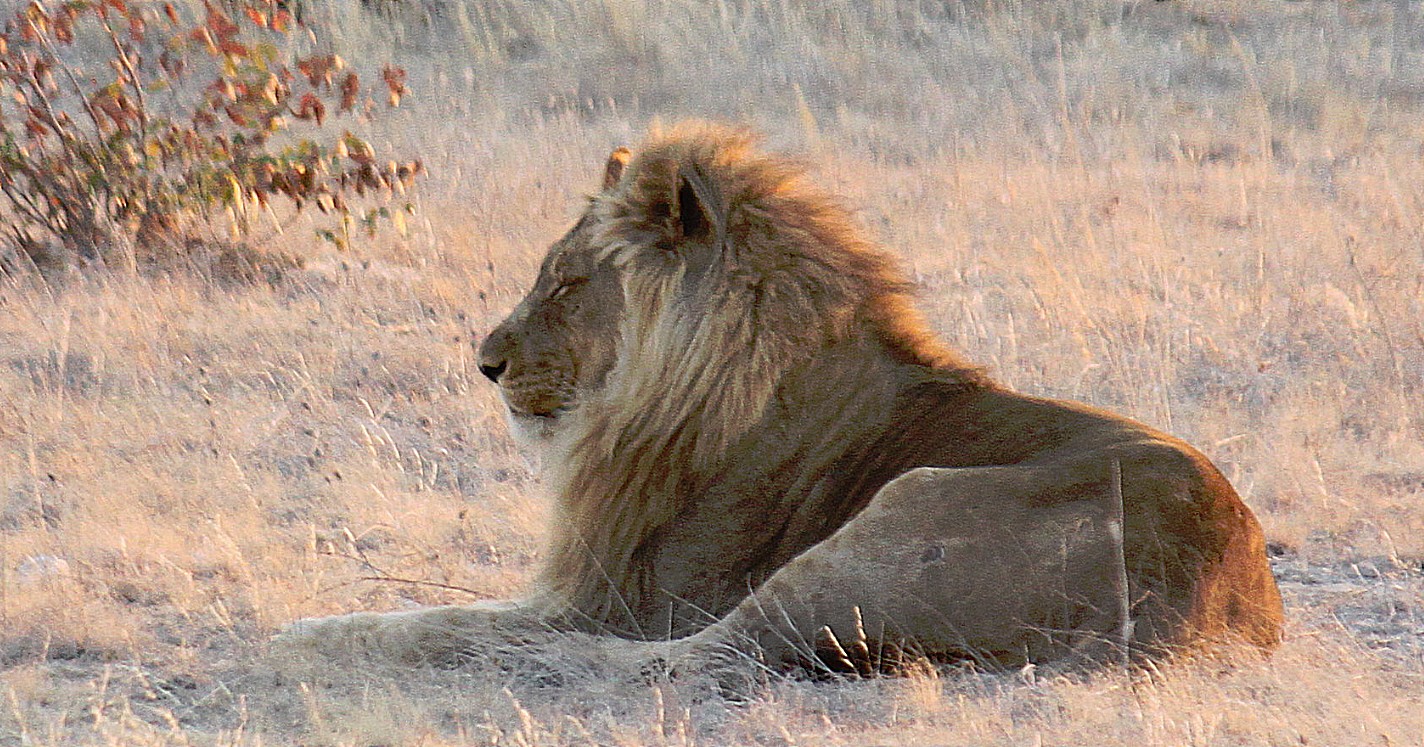 Namibie_Etosha6_2015_Img0020a