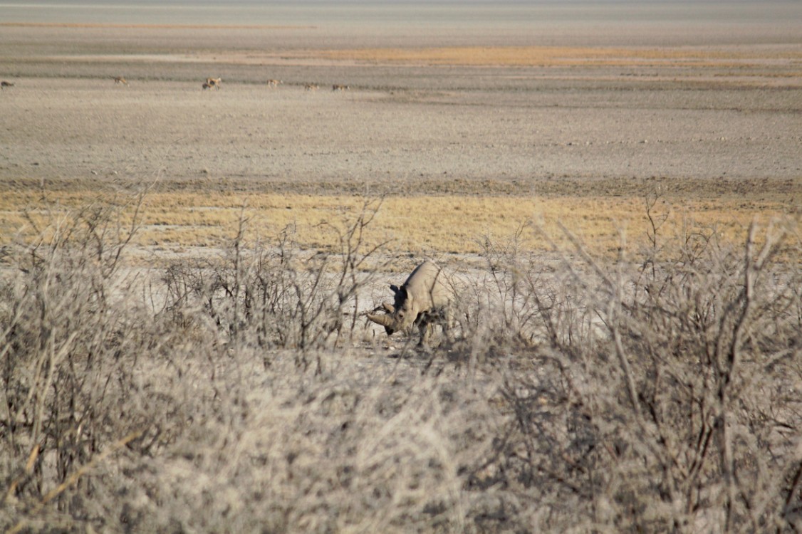 Namibie_Etosha6_2015_Img0021