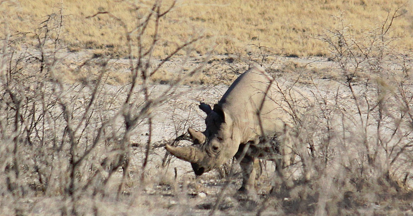 Namibie_Etosha6_2015_Img0022