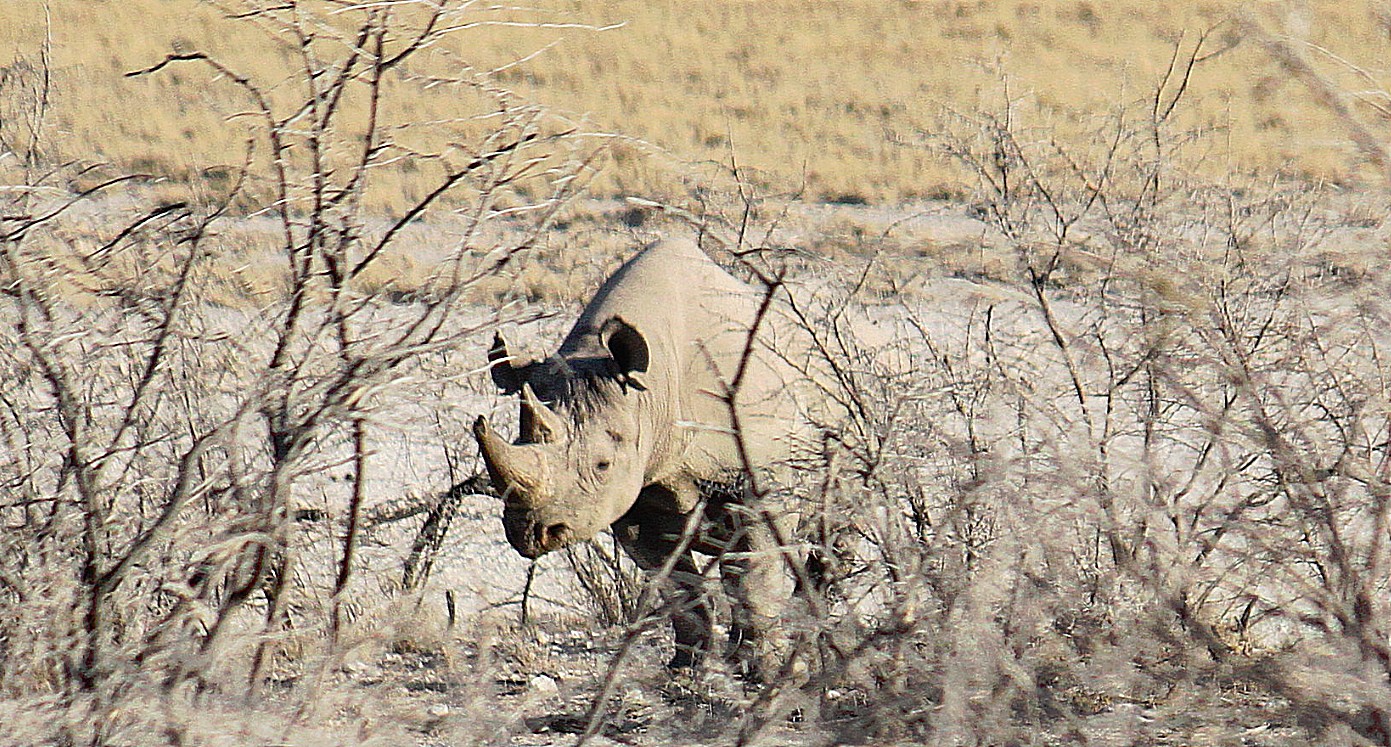 Namibie_Etosha6_2015_Img0023