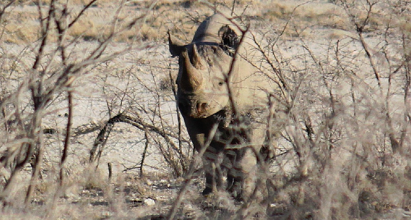 Namibie_Etosha6_2015_Img0024