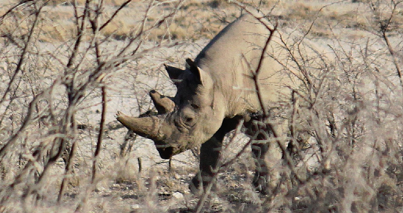 Namibie_Etosha6_2015_Img0025