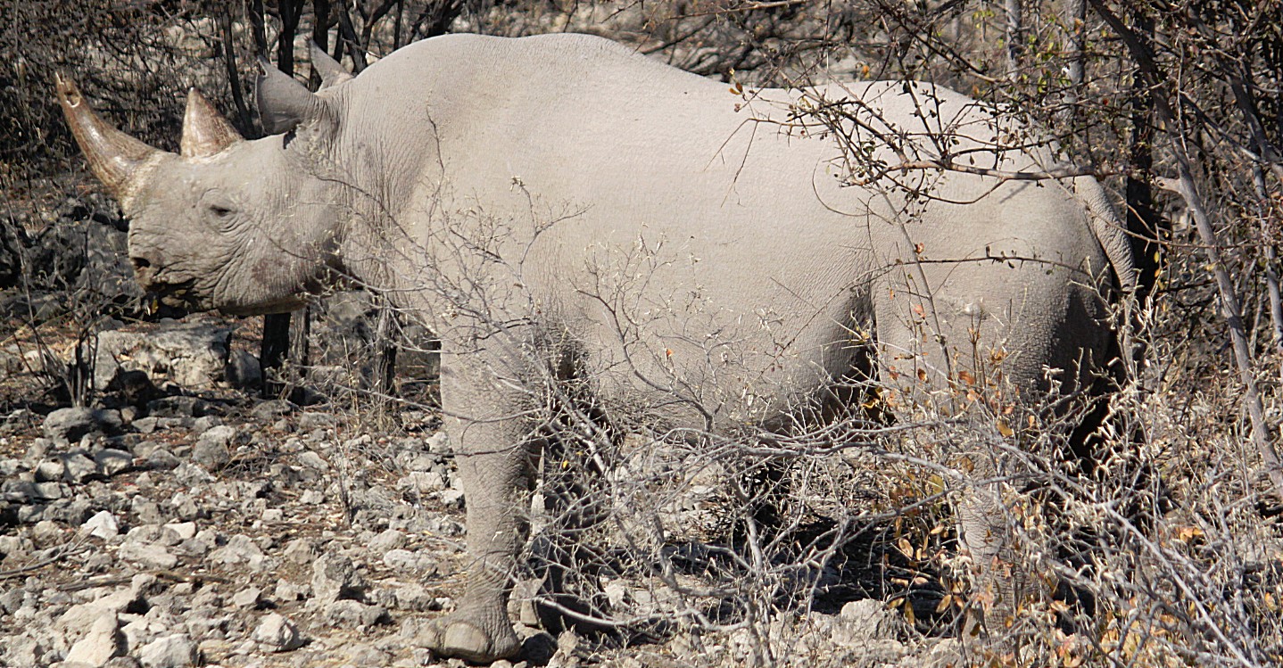 Namibie_Etosha6_2015_Img0026