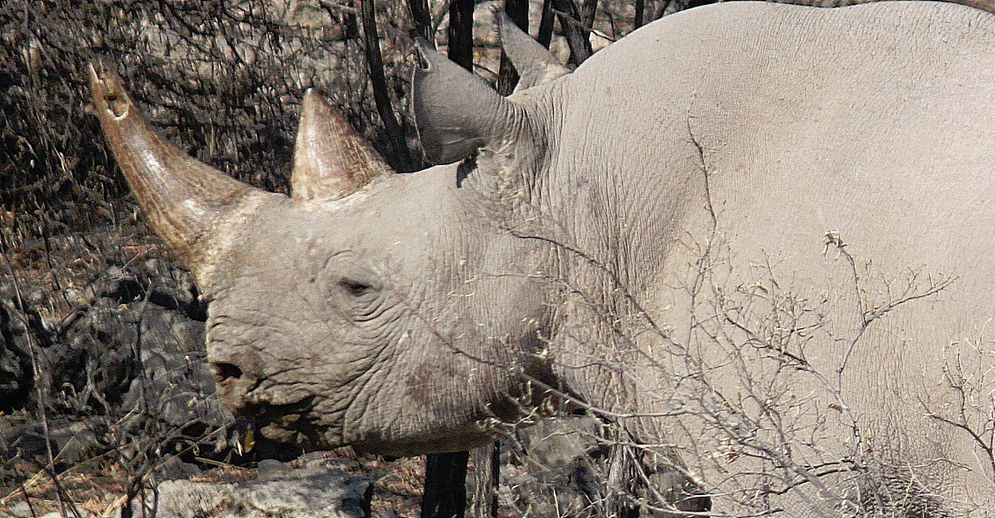 Namibie_Etosha6_2015_Img0027