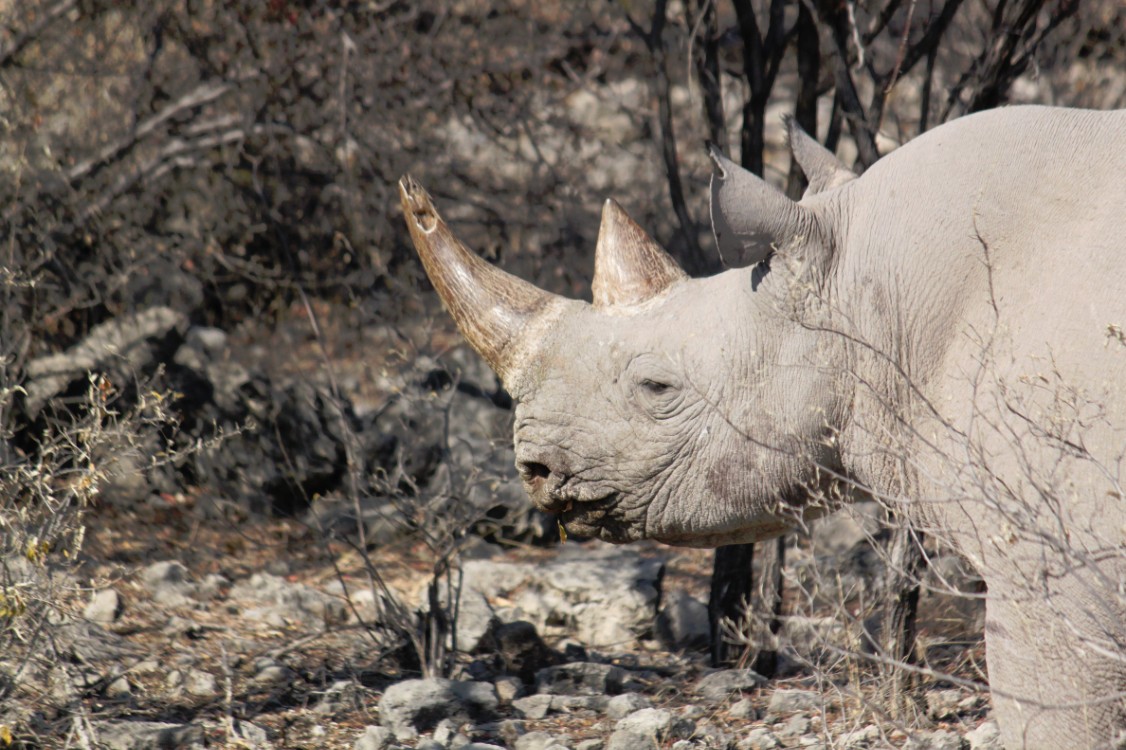 Namibie_Etosha6_2015_Img0028