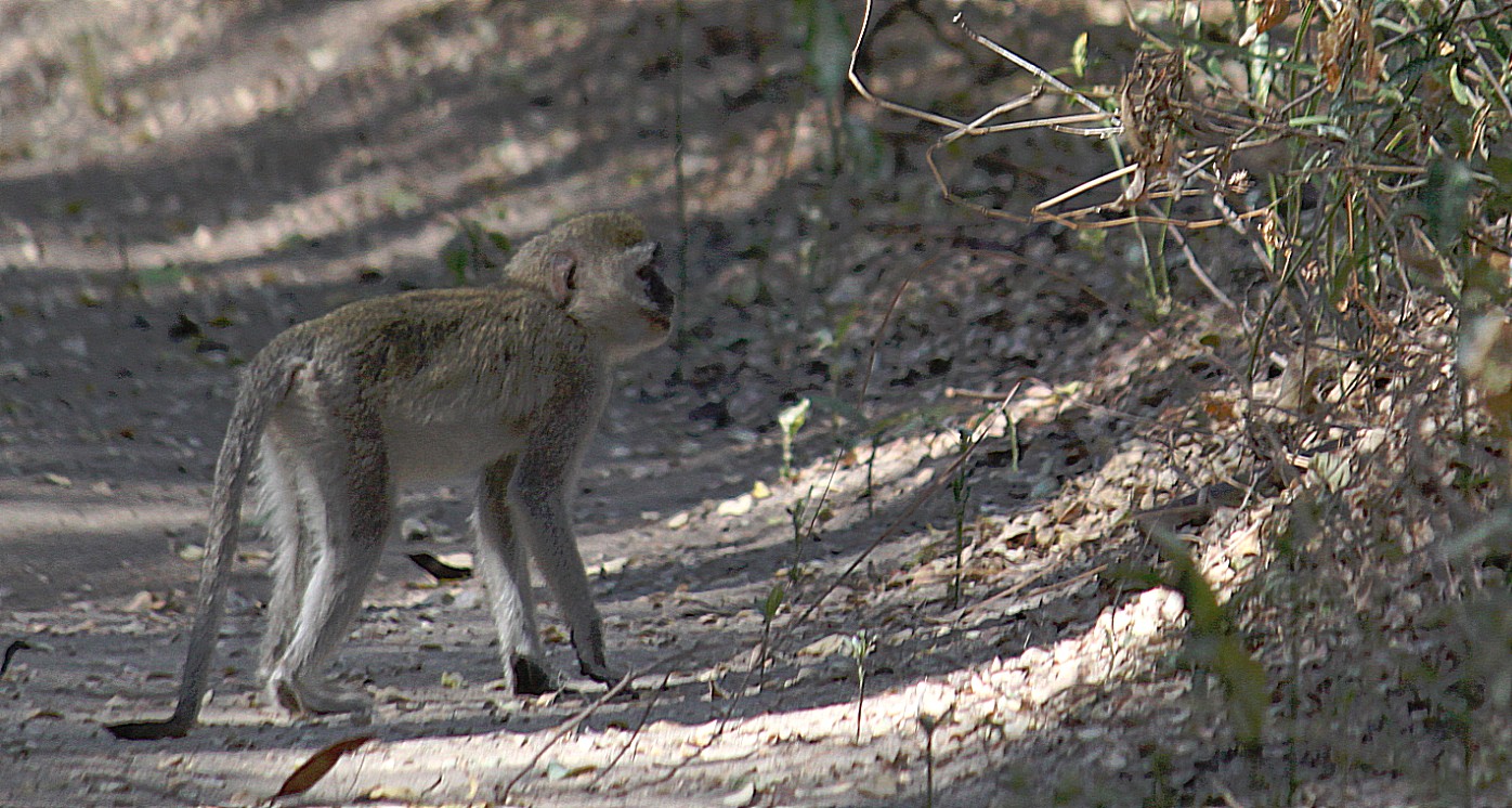 Botswana_Drotskis_2015_Img0026