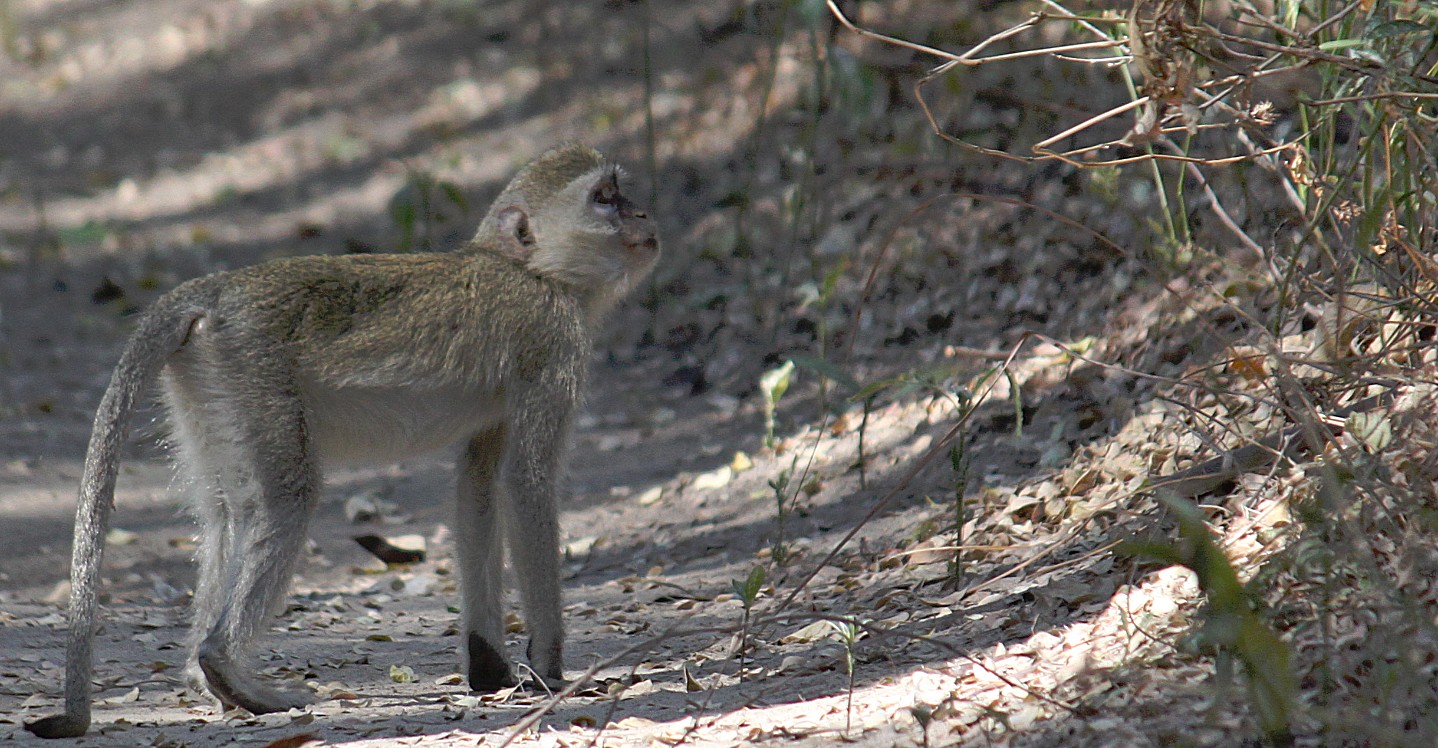 Botswana_Drotskis_2015_Img0027