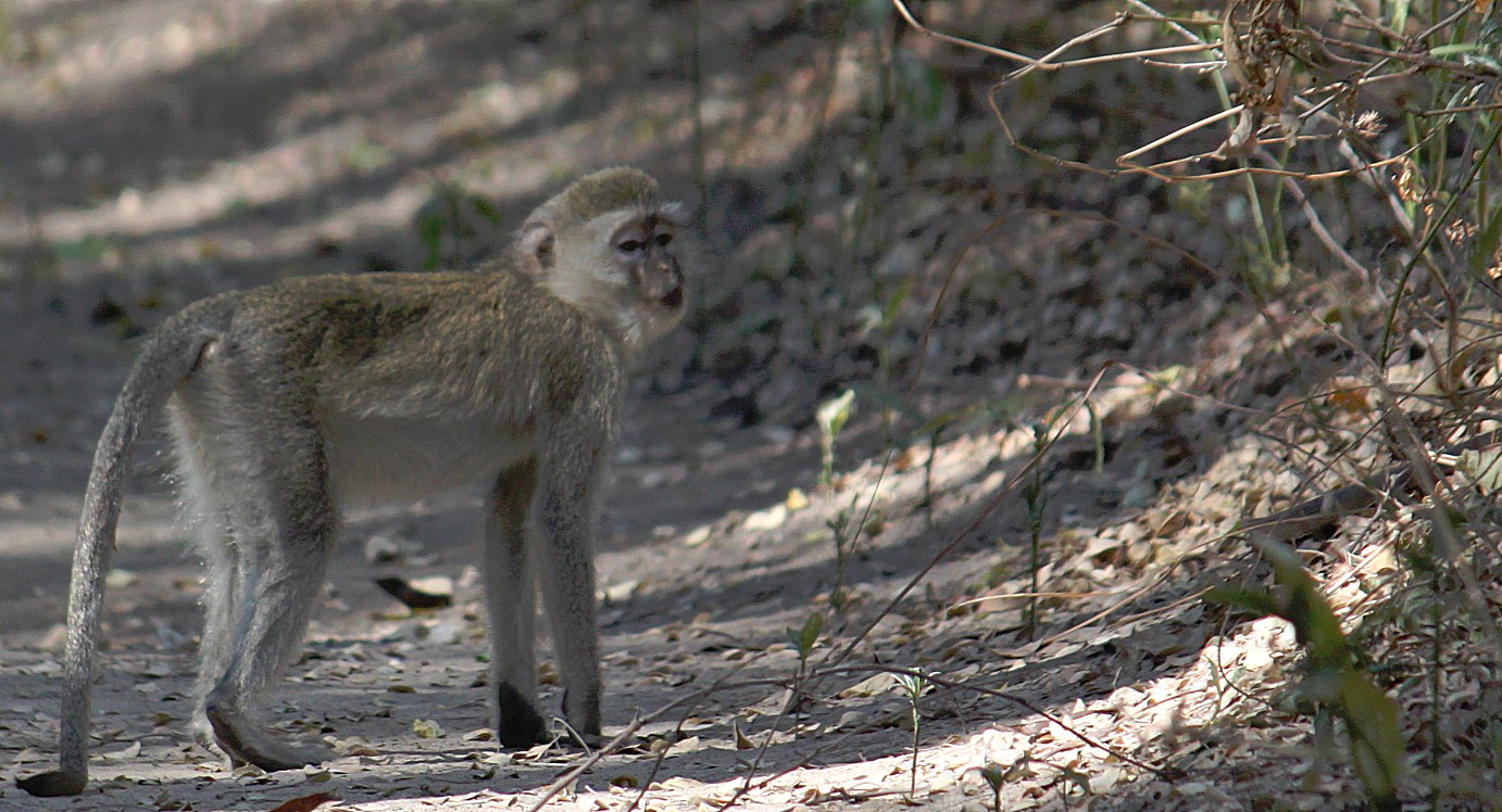 Botswana_Drotskis_2015_Img0028