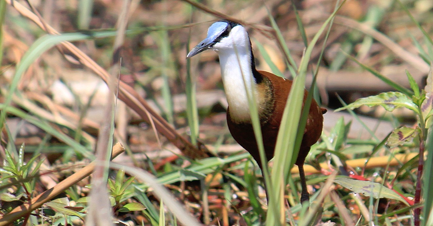 Botswana_Drotskis_2015_Img0054