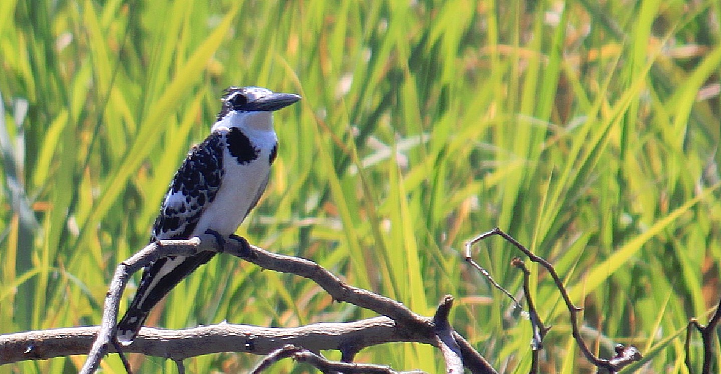 Botswana_Drotskis_2015_Img0058