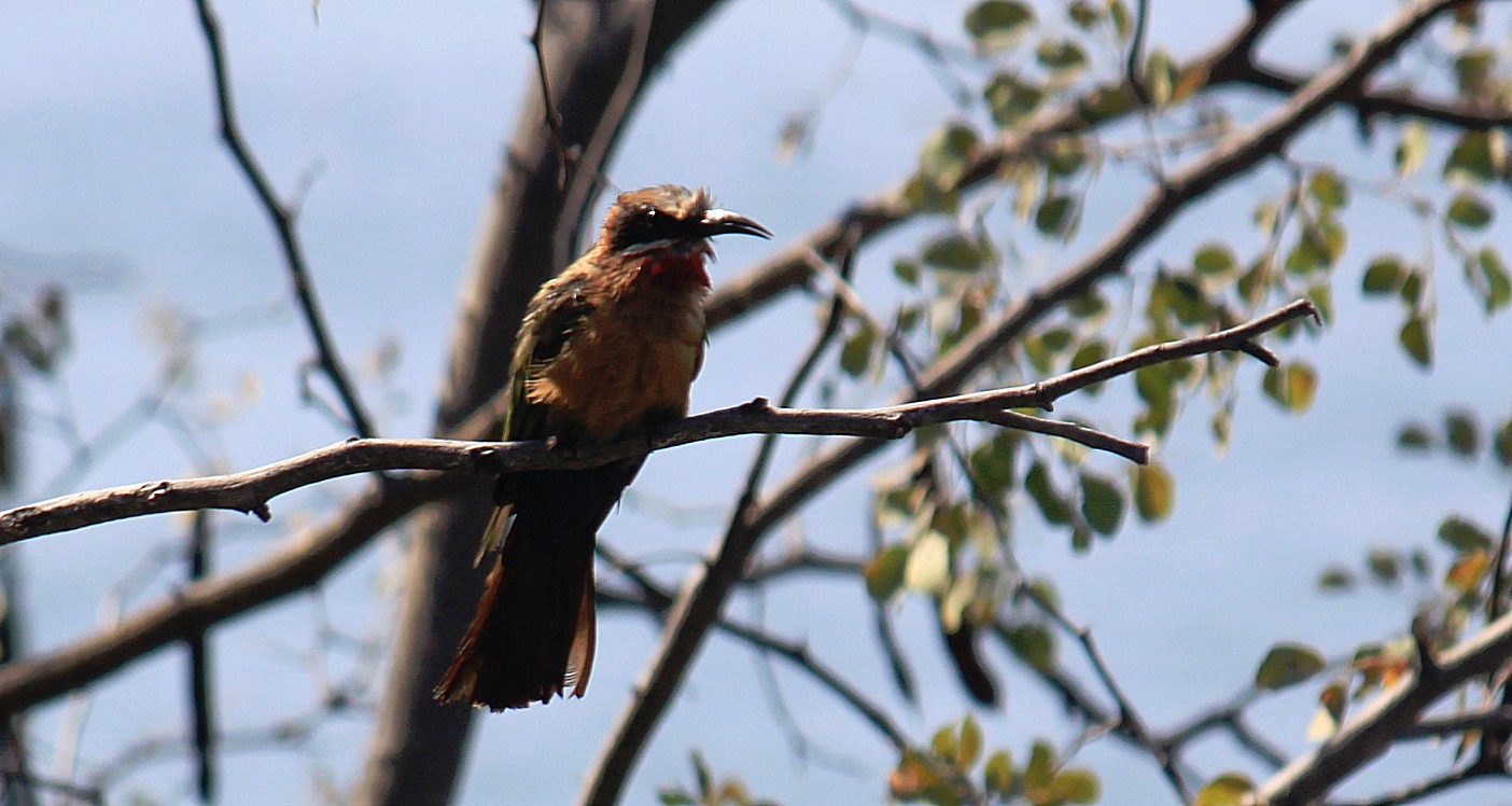 Botswana_Drotskis_2015_Img0063