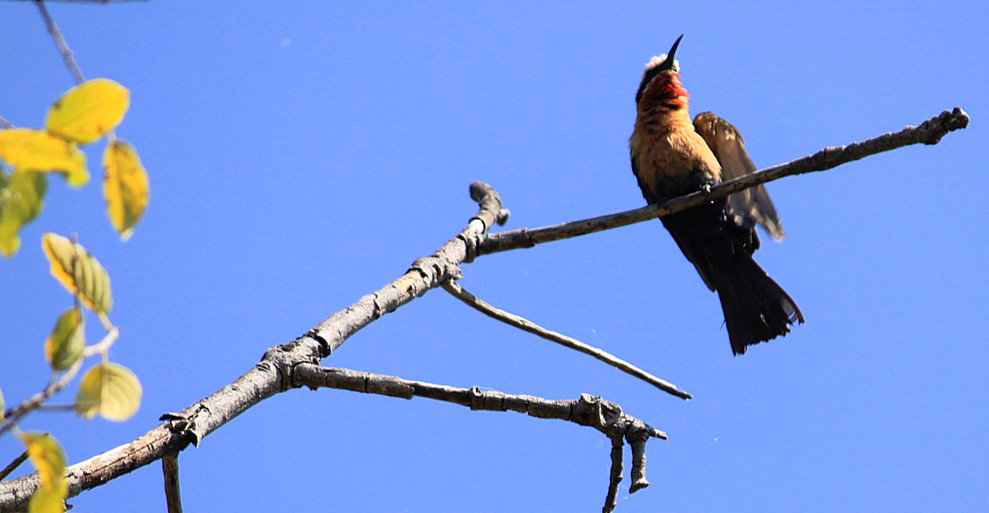 Botswana_Drotskis_2015_Img0064