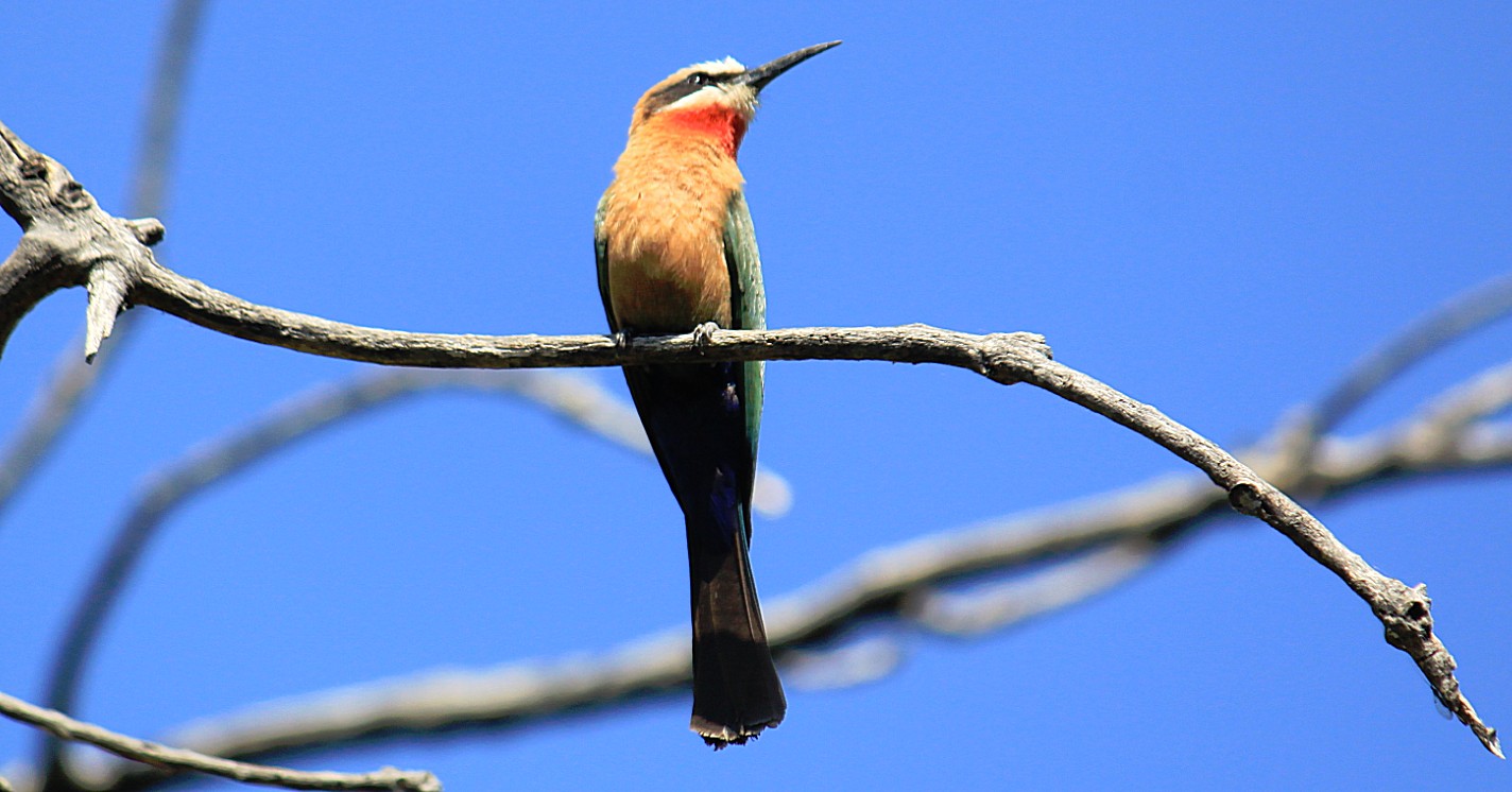 Botswana_Drotskis_2015_Img0068