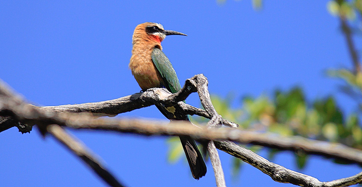 Botswana_Drotskis_2015_Img0071