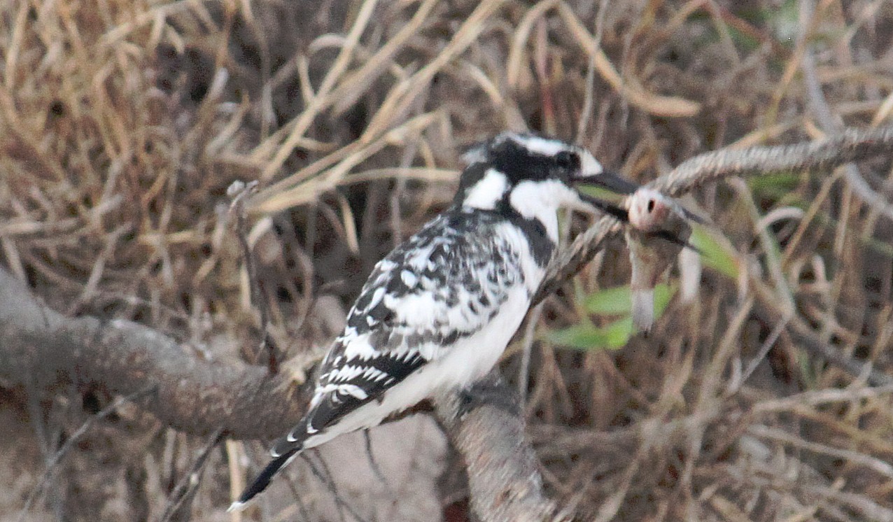 Namibie_Bagani_2015_Img0110