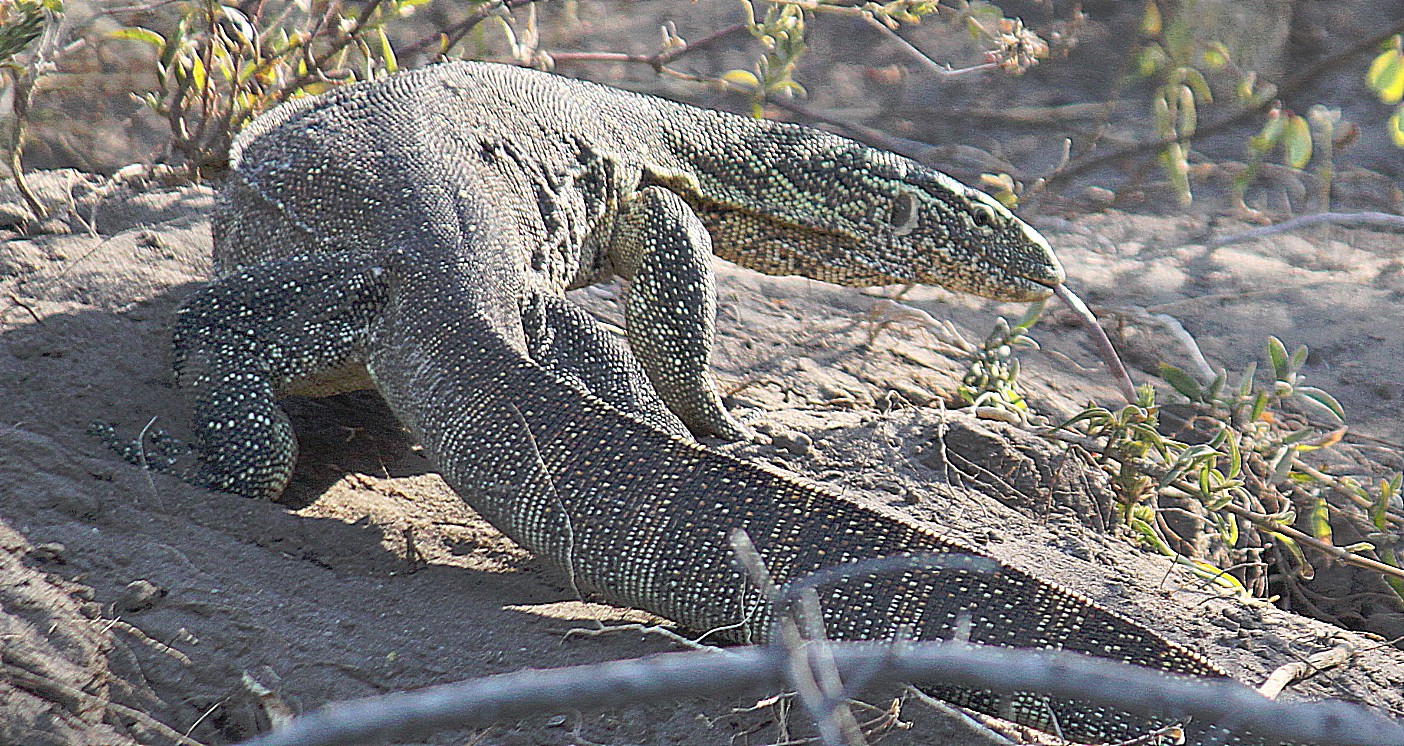 Botswana_Panhandle_2015_Img0004