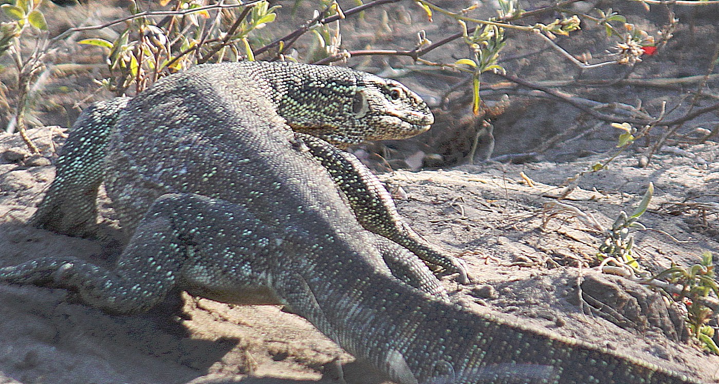 Botswana_Panhandle_2015_Img0005