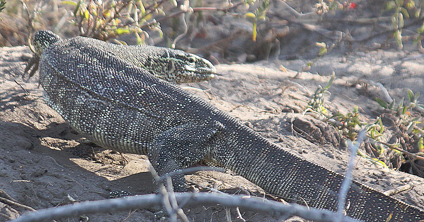 Botswana_Panhandle_2015_Img0006