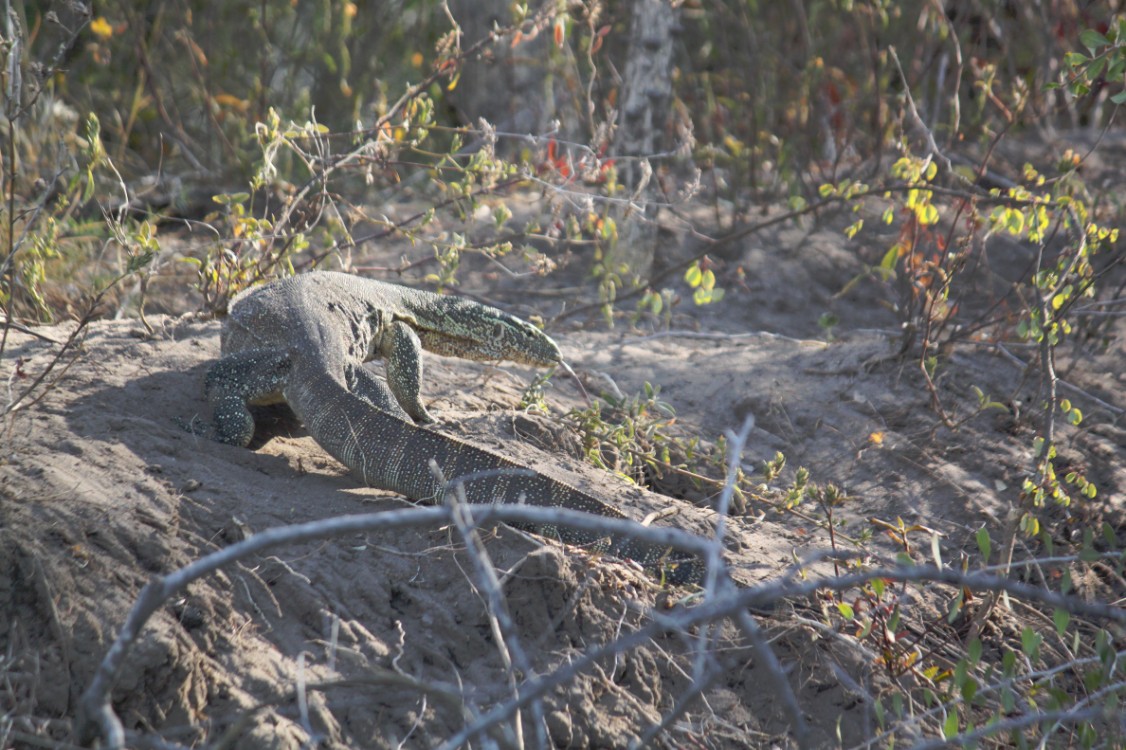 Botswana_Panhandle_2015_Img0007