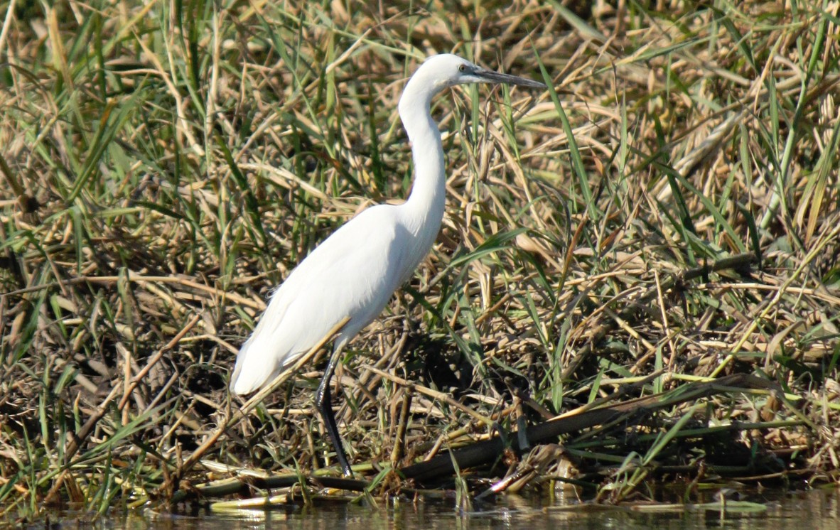 Botswana_Panhandle_2015_Img0029