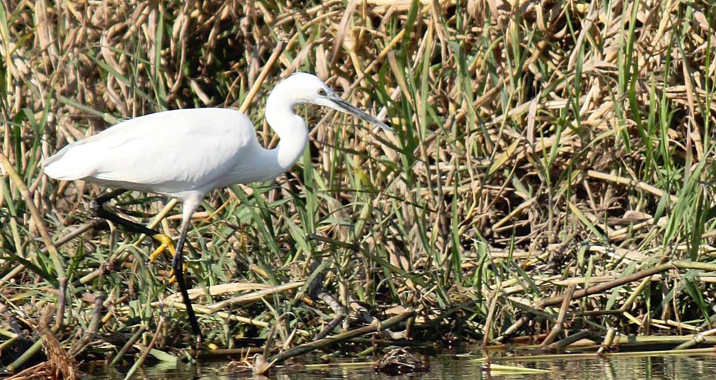 Botswana_Panhandle_2015_Img0030