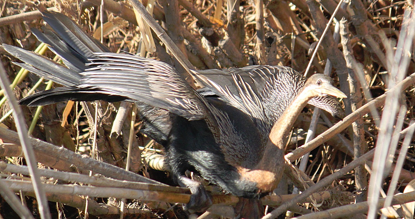 Botswana_Panhandle_2015_Img0041