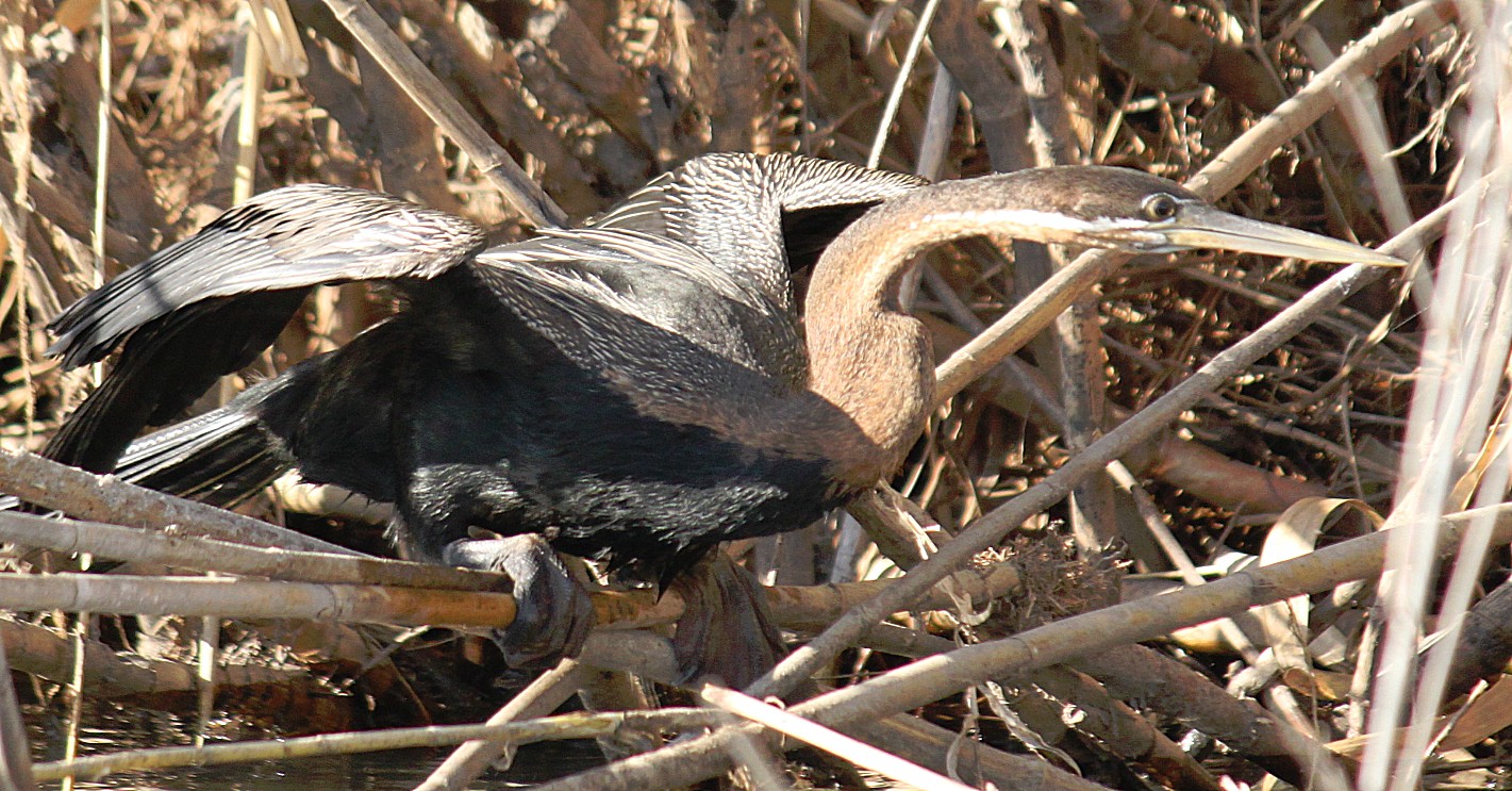 Botswana_Panhandle_2015_Img0043