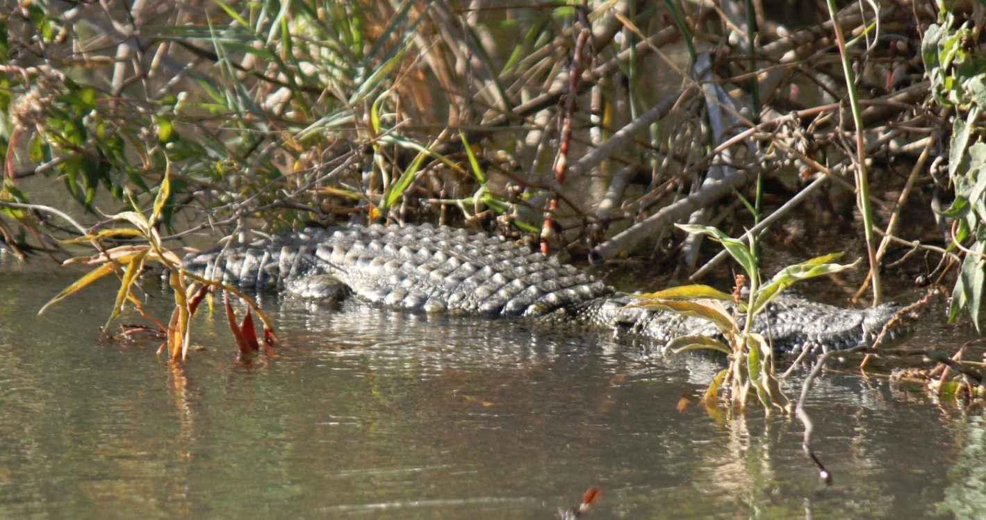 Botswana_Panhandle_2015_Img0047