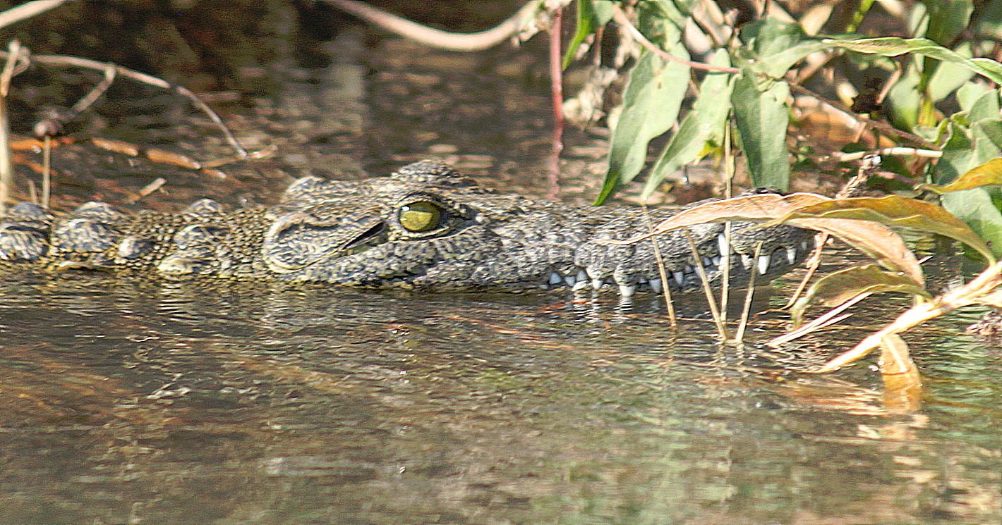 Botswana_Panhandle_2015_Img0048