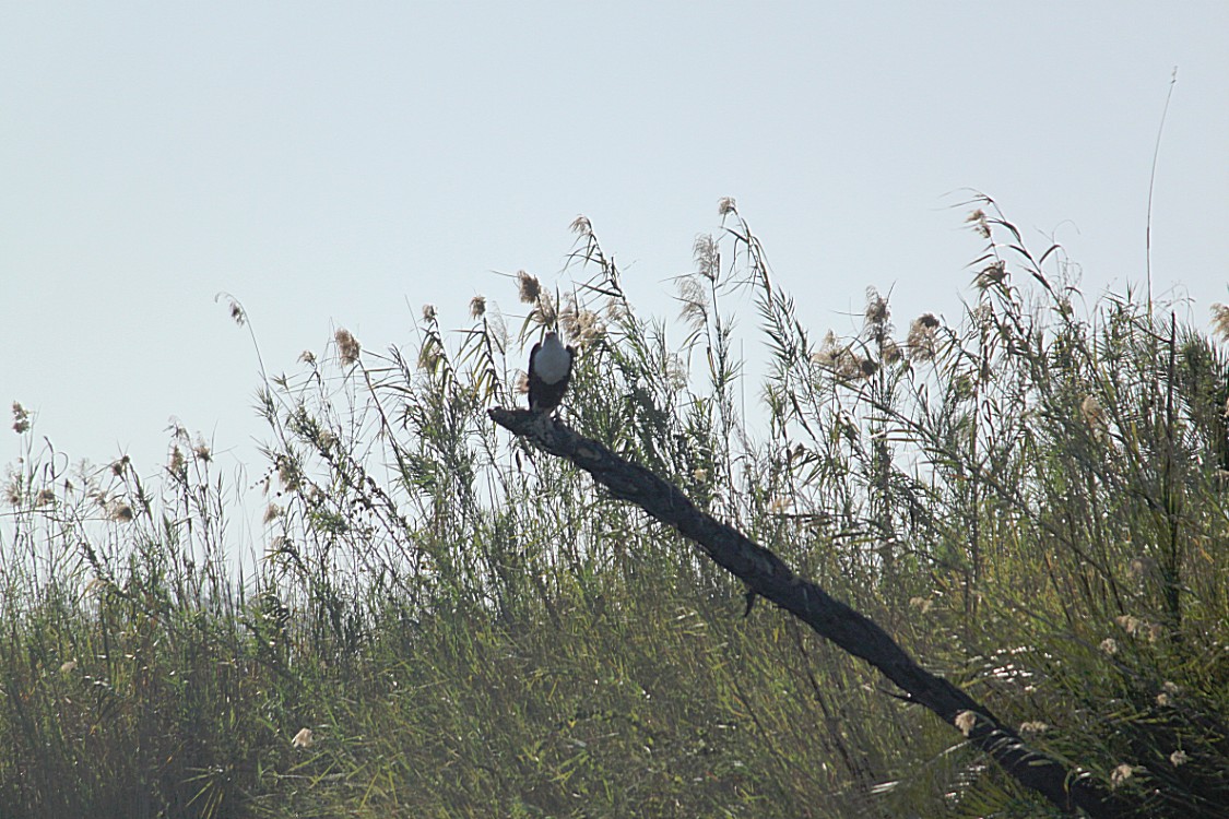 Botswana_Panhandle_2015_Img0054