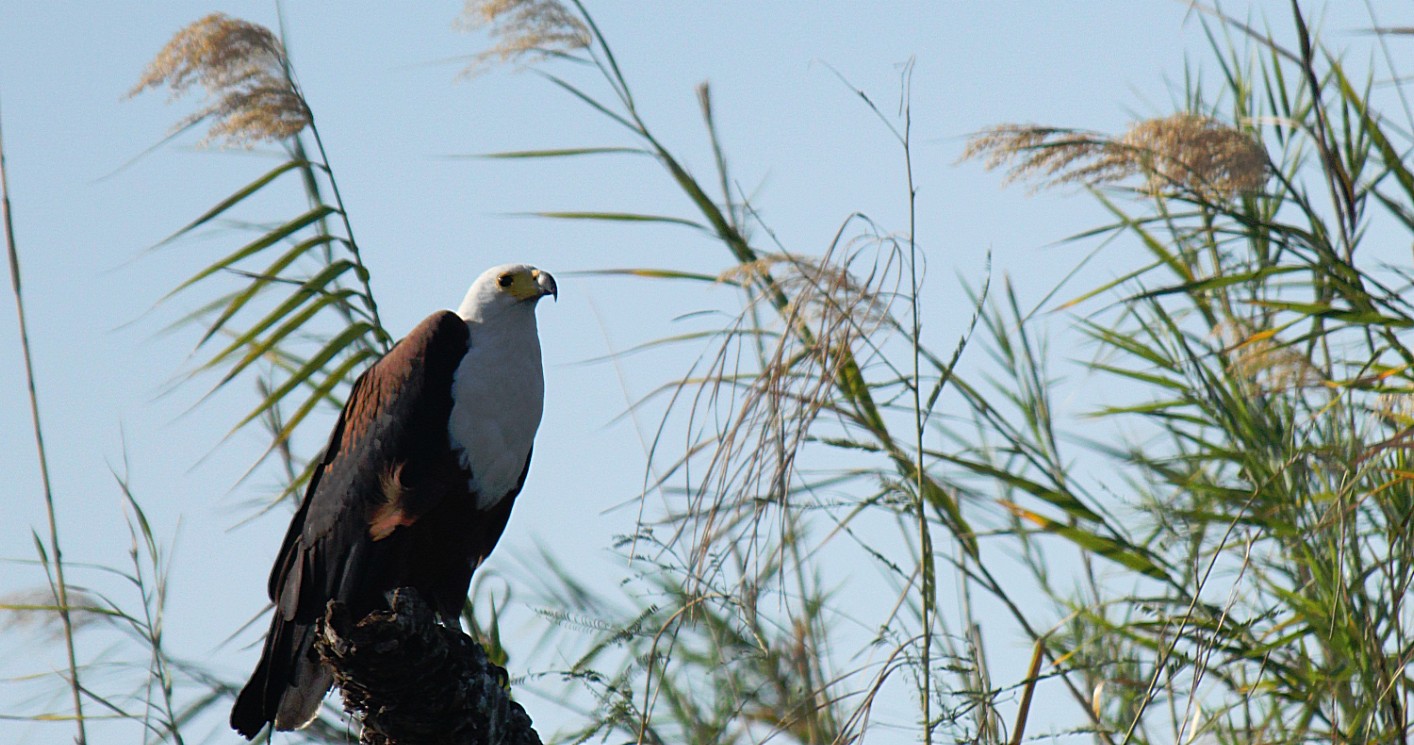 Botswana_Panhandle_2015_Img0060